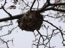 PICTURES/Ramsey Canyon Inn & Preserve/t_Ramsey Preserve - Nest.JPG